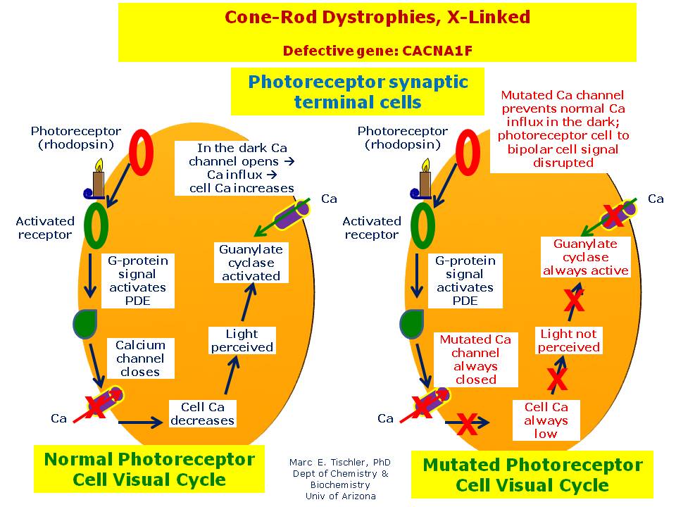 ConeRod Dystrophies, XLinked Hereditary Ocular Diseases